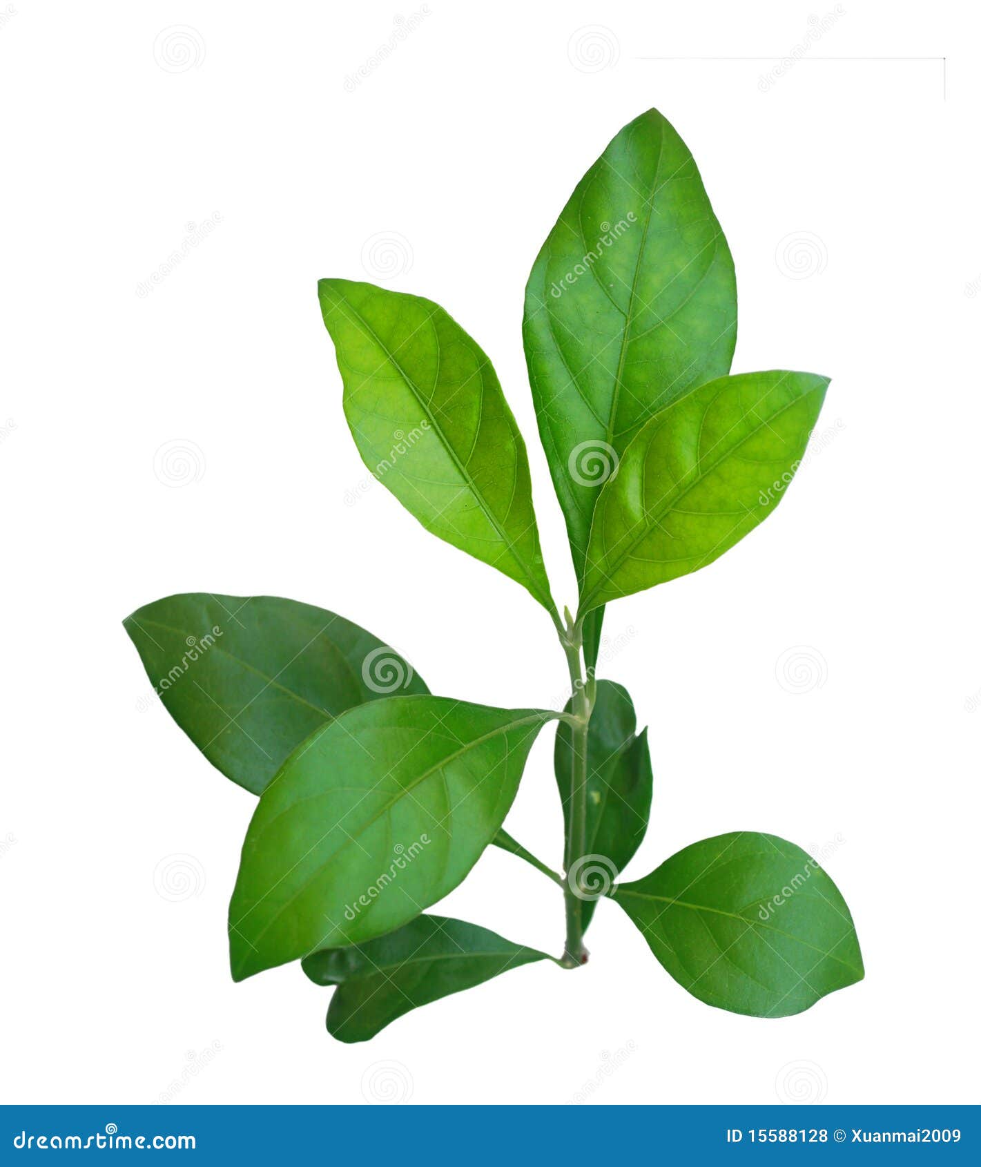 Hojas del jazmín foto de archivo. Imagen de suavidad 15588128