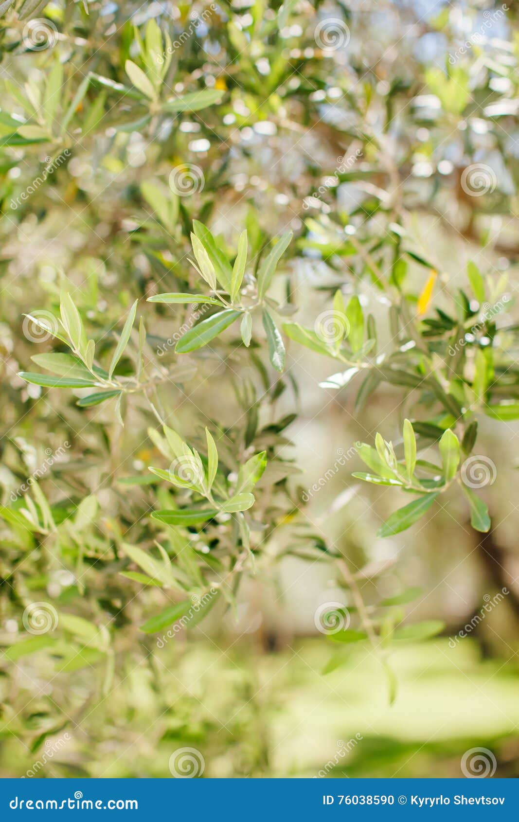 Hojas del olivo foto de archivo. Imagen de agricultura 76038590