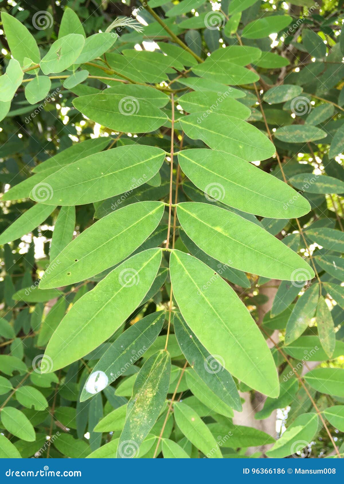 Hojas del siamea del sen foto de archivo. Imagen de hoja 96366186