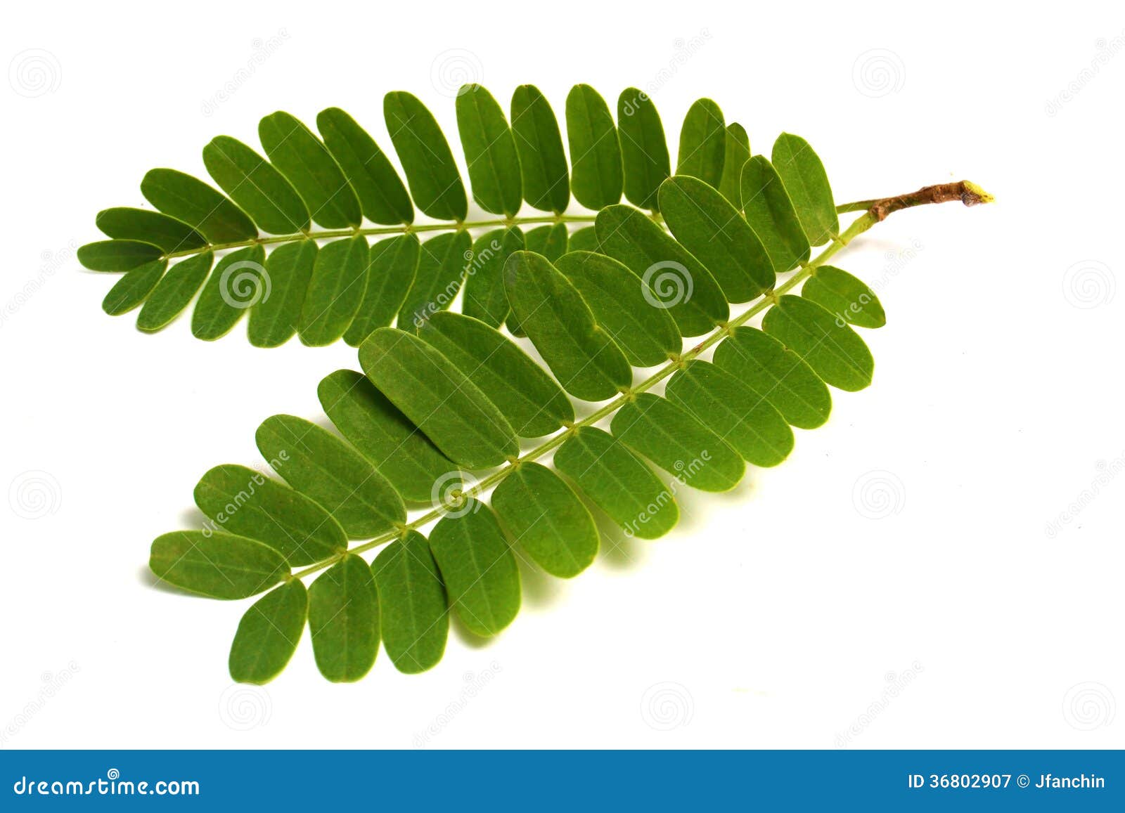 Hojas del tamarindo imagen de archivo. Imagen de maduro 36802907