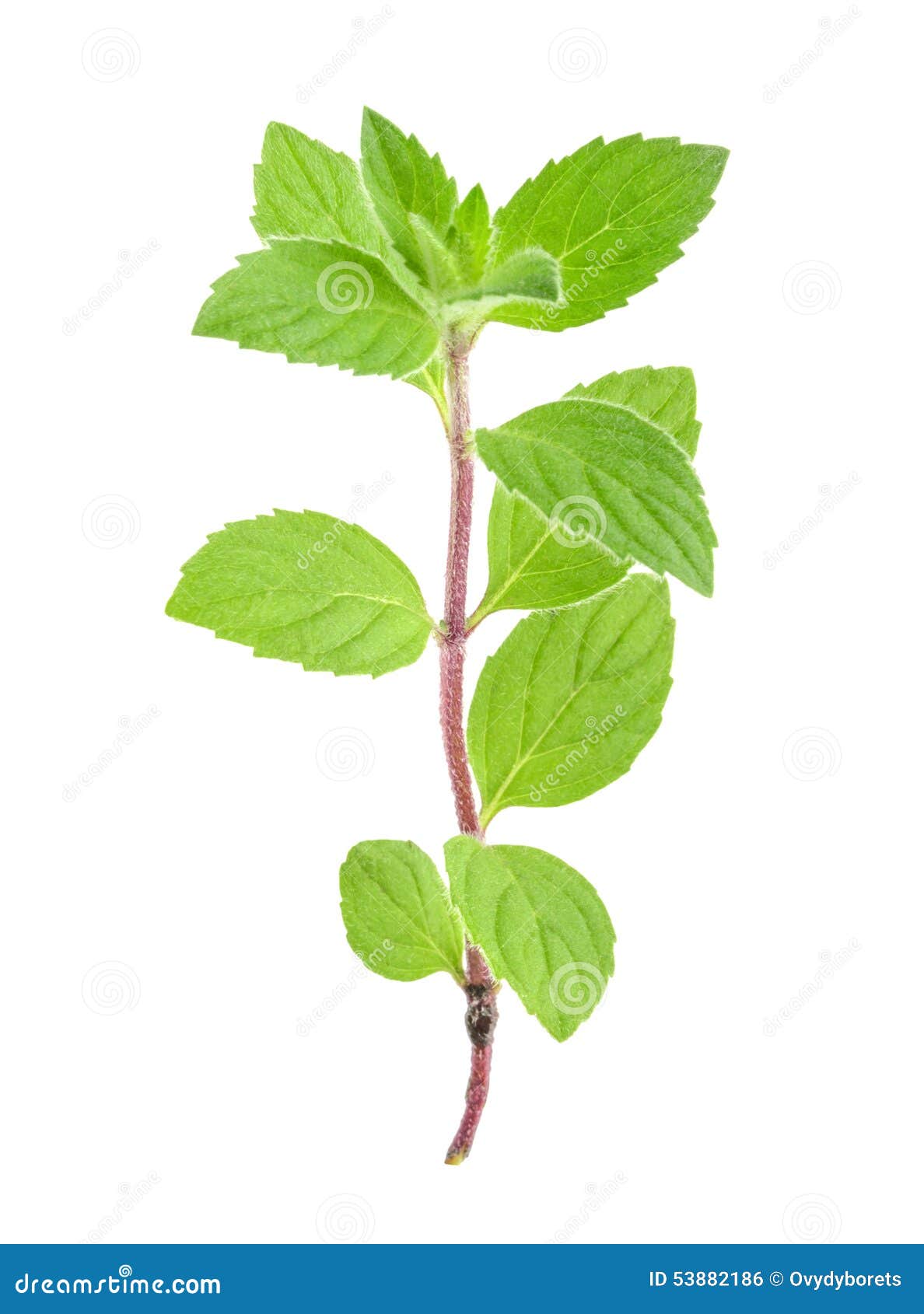 Hojas Del Toronjil De La Menta Aisladas Foto de archivo Imagen de