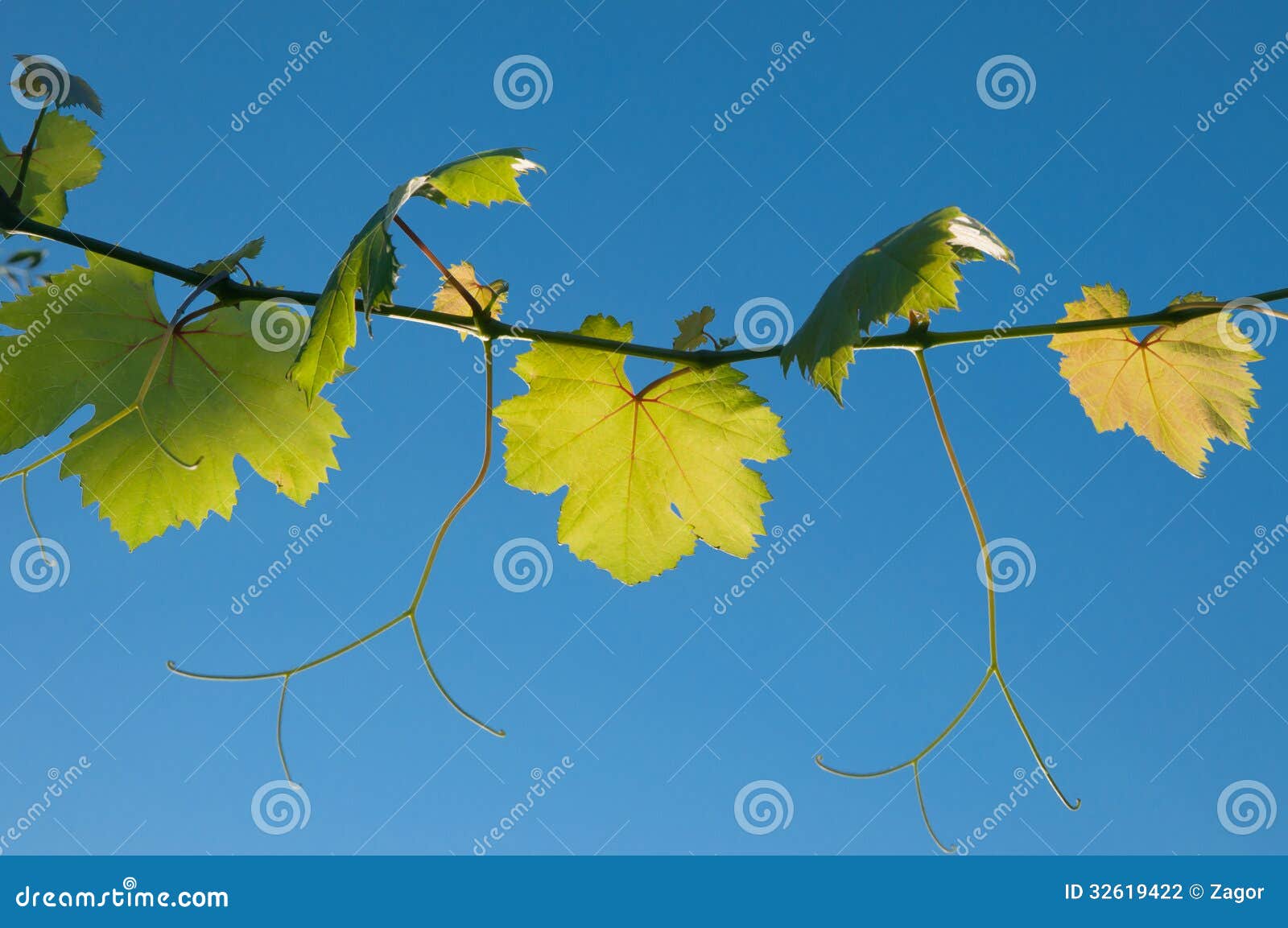 Una vid con las hojas del verde y el fondo azul del cielo tomado de debajo