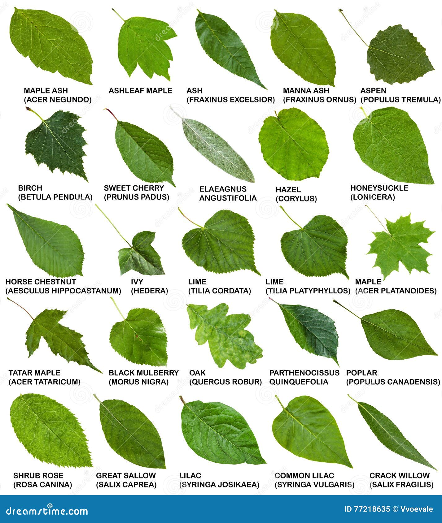 Details 48 tipos de hojas de árboles y sus nombres