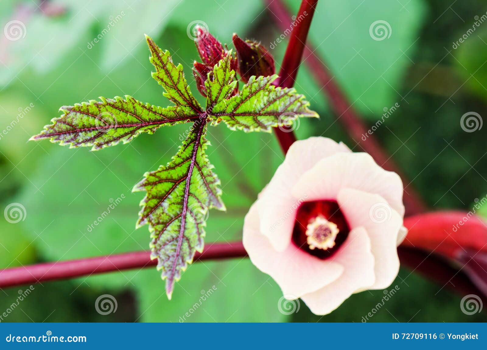 Hojas Del Verde Del Alazán De Jamaica Foto de archivo - Imagen de gotas, flor: 72709116 Hojas Del Verde Del Alazán De Jamaica Foto de archivo - Imagen de gotas, flor: 72709116