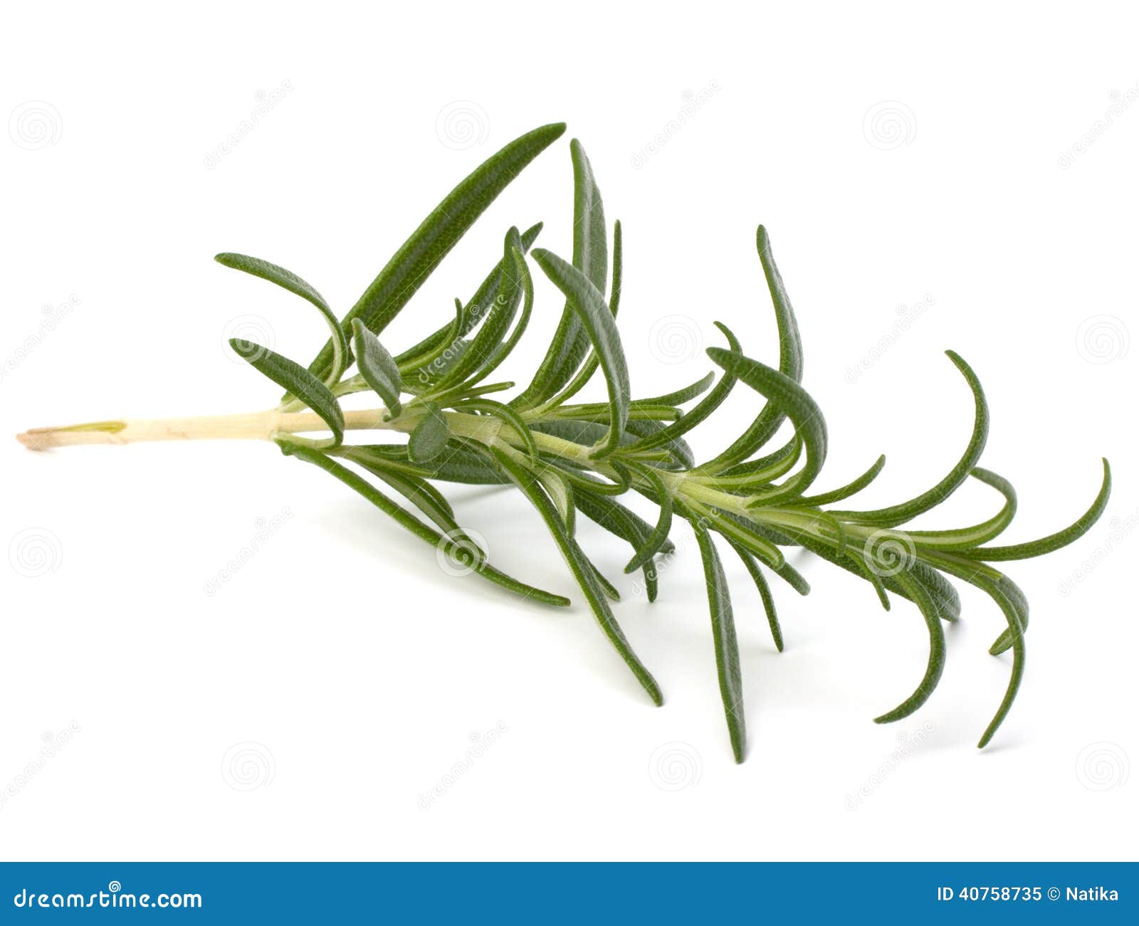 Hojas dulces del romero imagen de archivo. Imagen de seguro 40758735