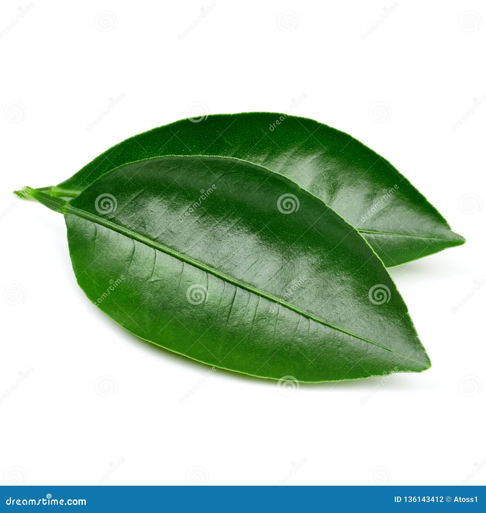 Hojas en blanco foto de archivo. Imagen de color, ambiente 136143412