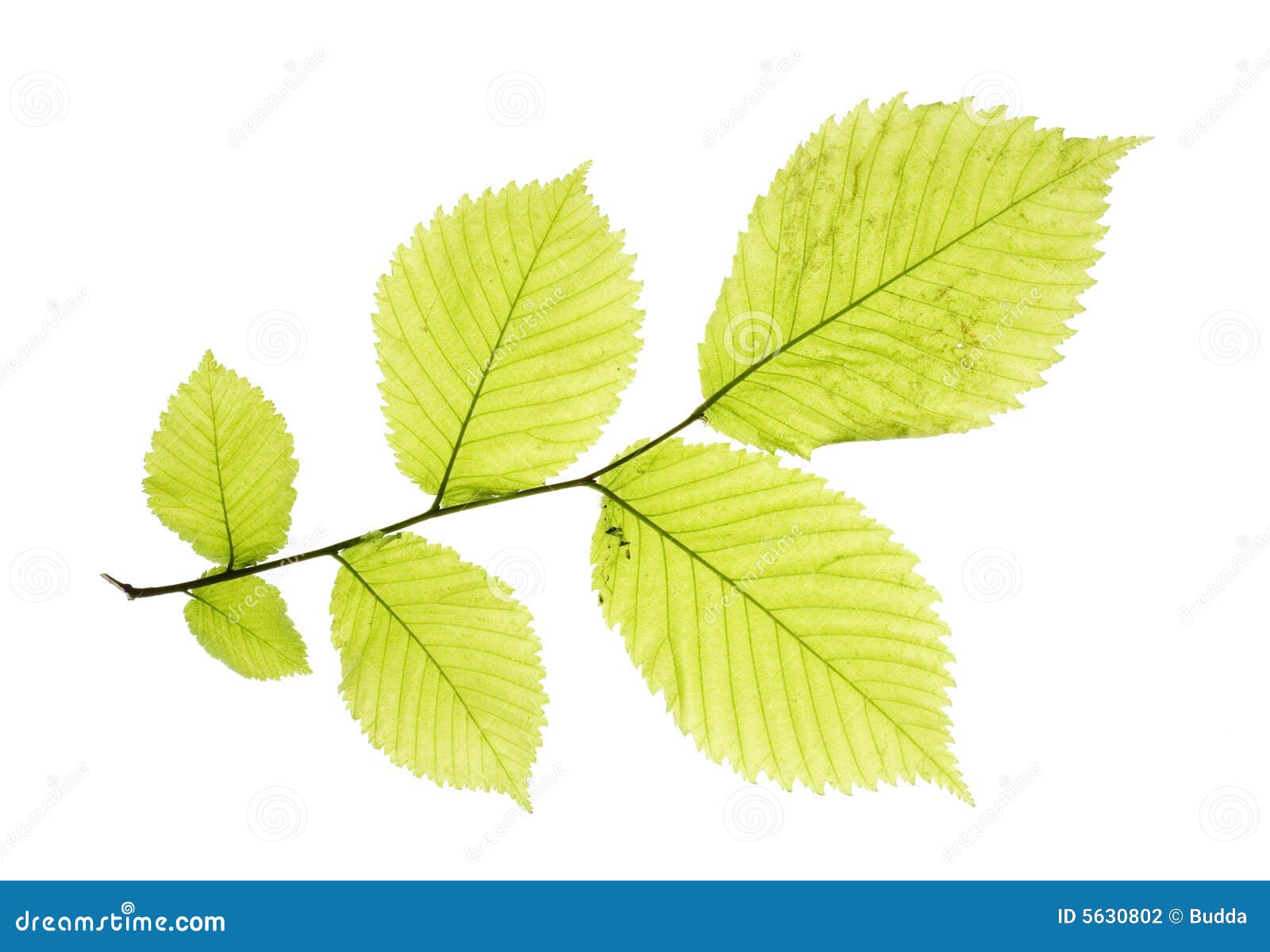 Hojas en blanco foto de archivo. Imagen de remolino, conjunto 5630802