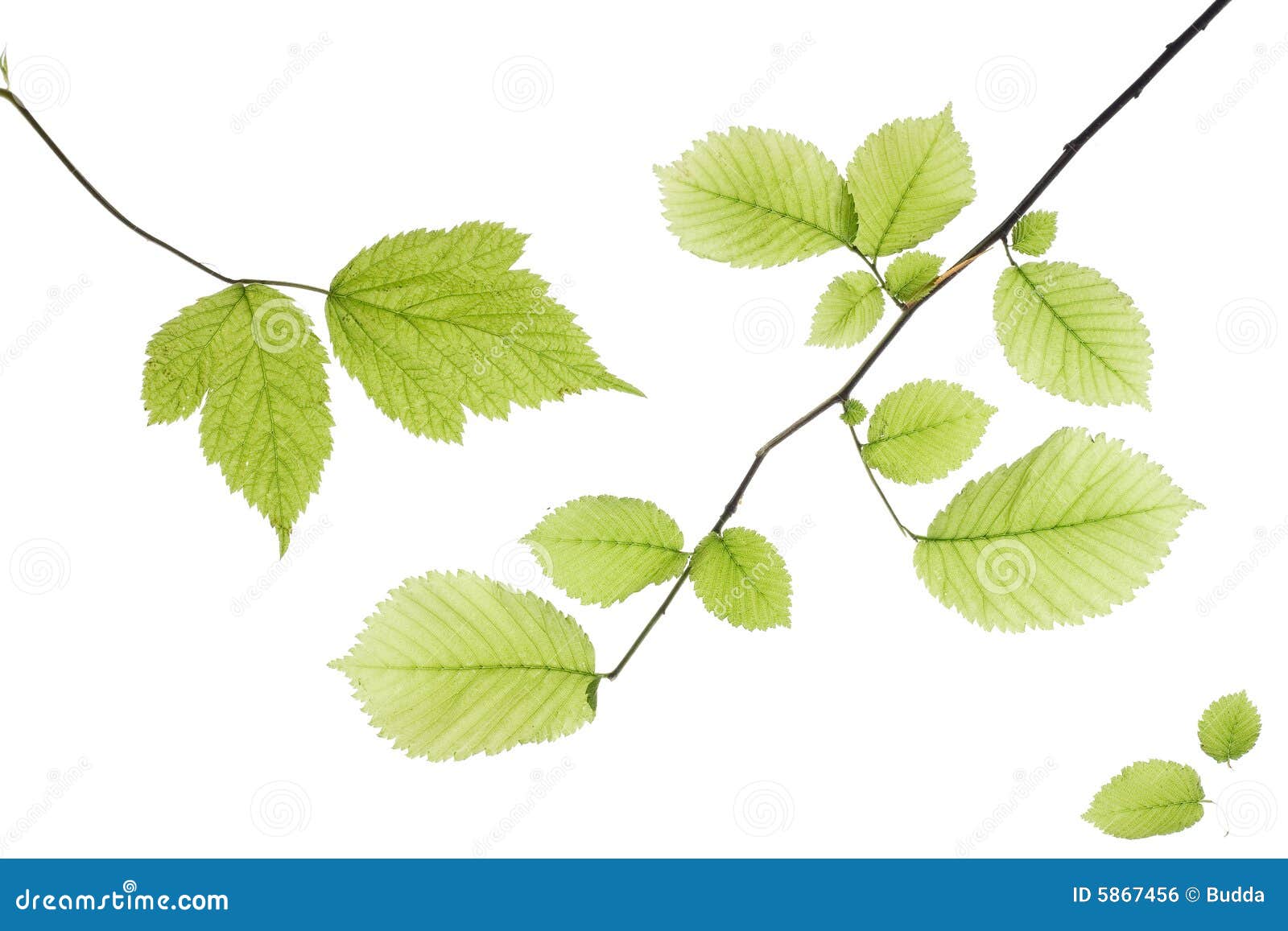 Hojas en blanco foto de archivo. Imagen de verano, flora 5867456