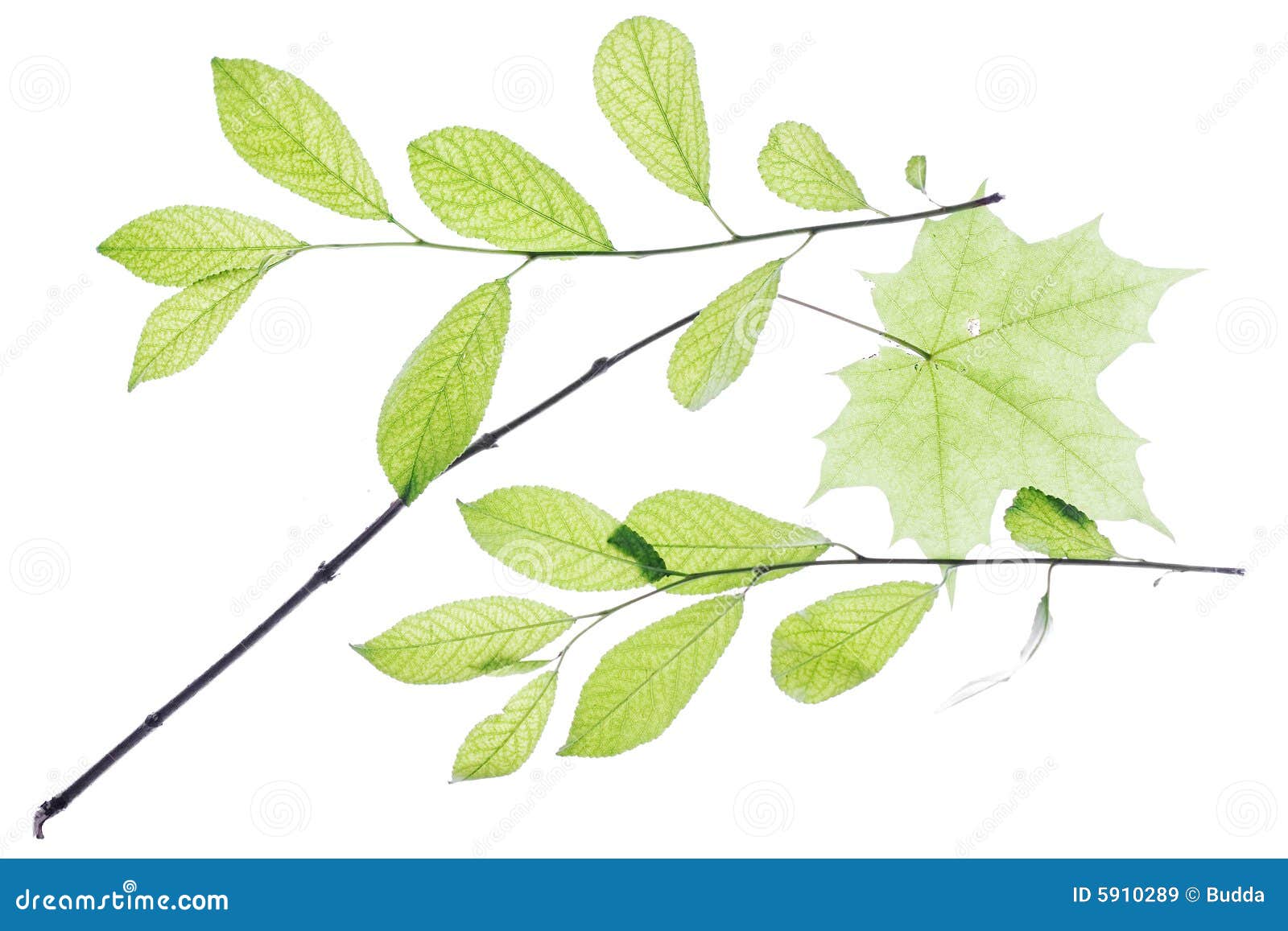 Hojas En Blanco Imagen. Imagen 5910289