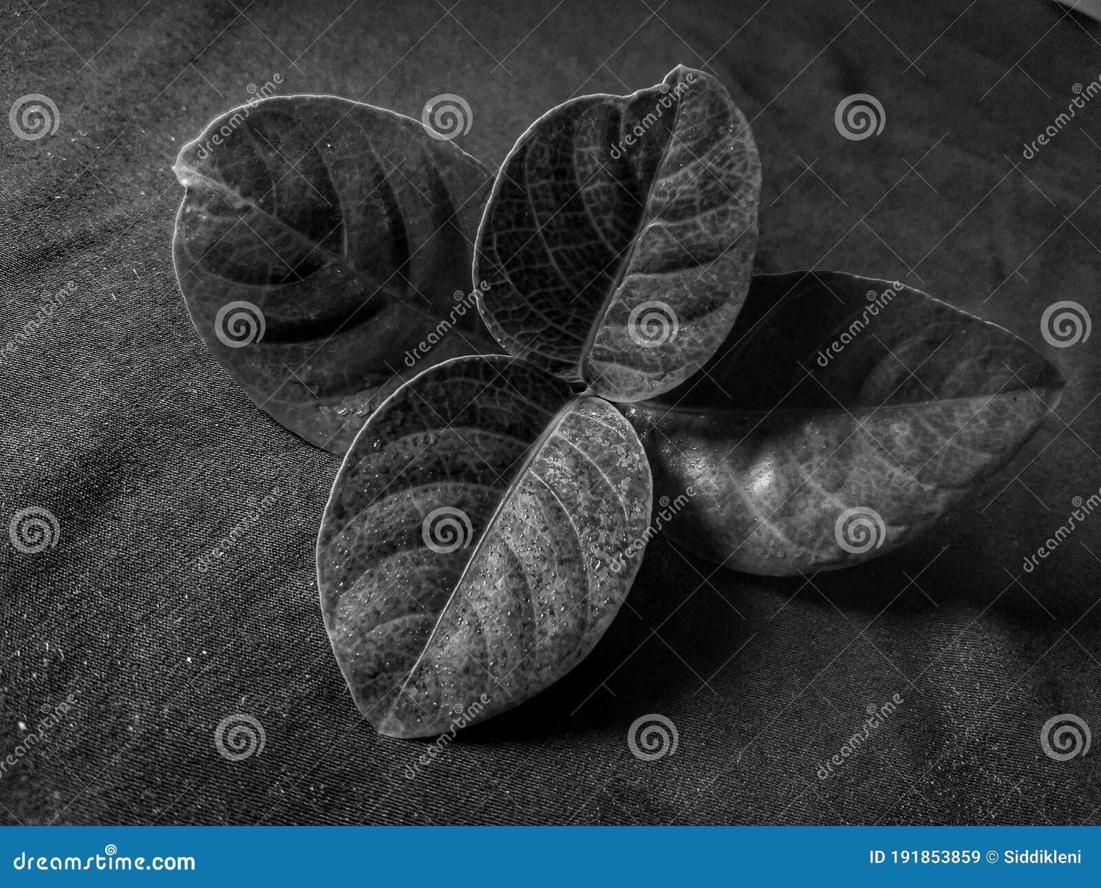 Hojas en blanco y negro imagen de archivo. Imagen de planta 191853859