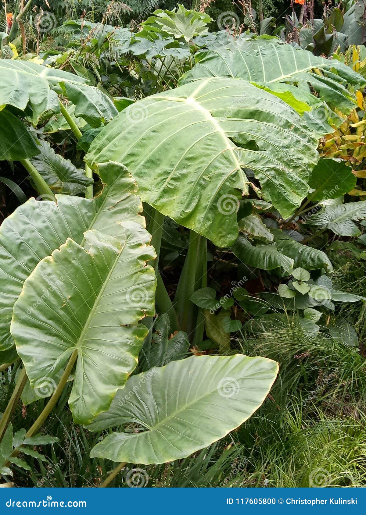 Hojas grandes foto de archivo. Imagen de fresco, hojas 117605800
