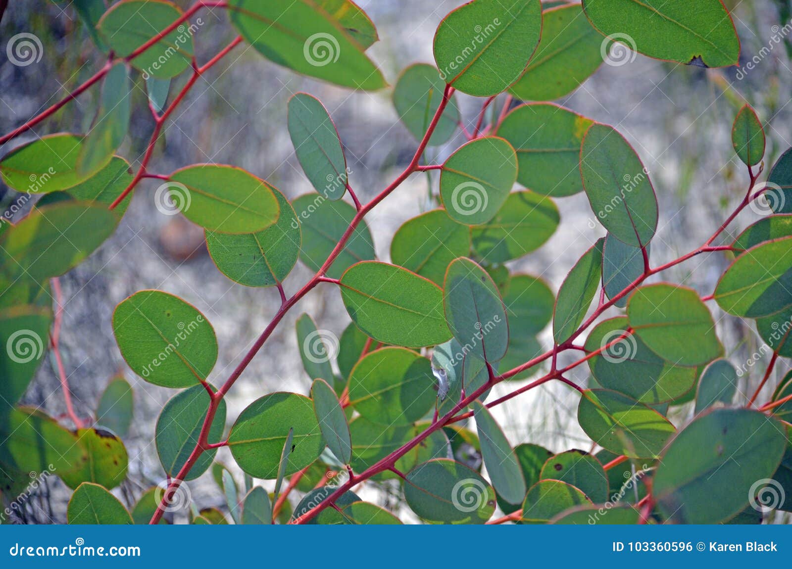 Hojas Jovenes Del Eucalipto En Primavera Foto de archivo Imagen de
