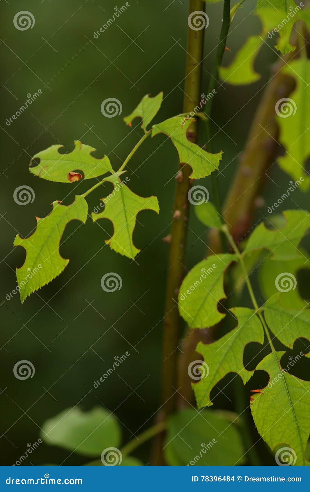 Hojas mordidas foto de archivo. Imagen de hojas, espina 78396484
