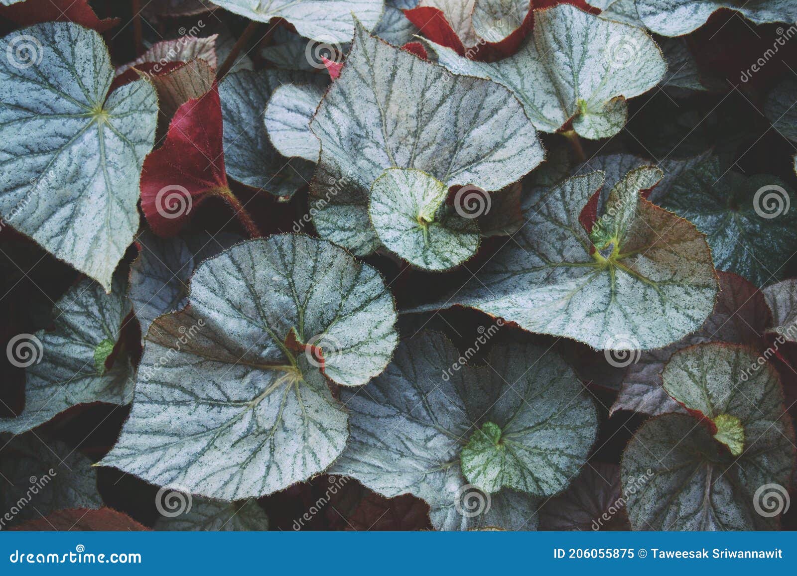 Hojas Ornamentales De Begonia Fondo De Patrón Natural Vegetal Imagen de  archivo - Imagen de arbusto, modelo: 206055875