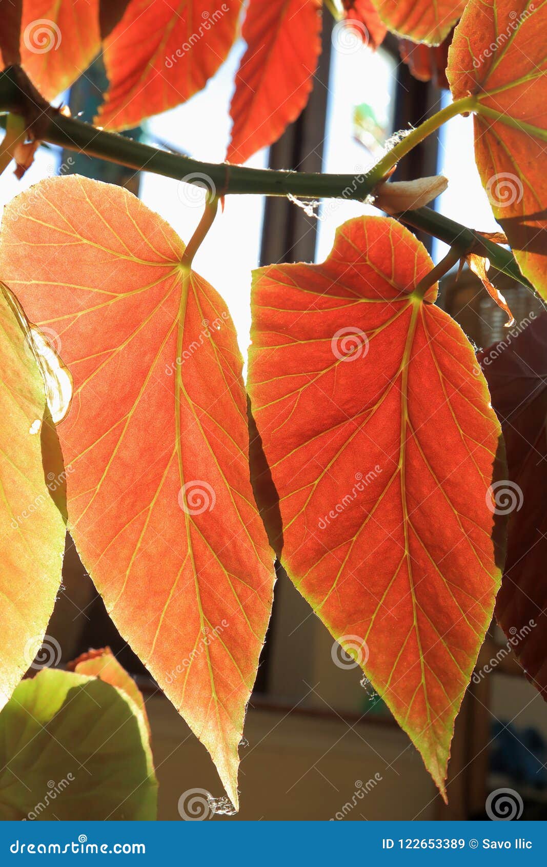 Hojas rojas de la begonia imagen de archivo. Imagen de visible - 122653389