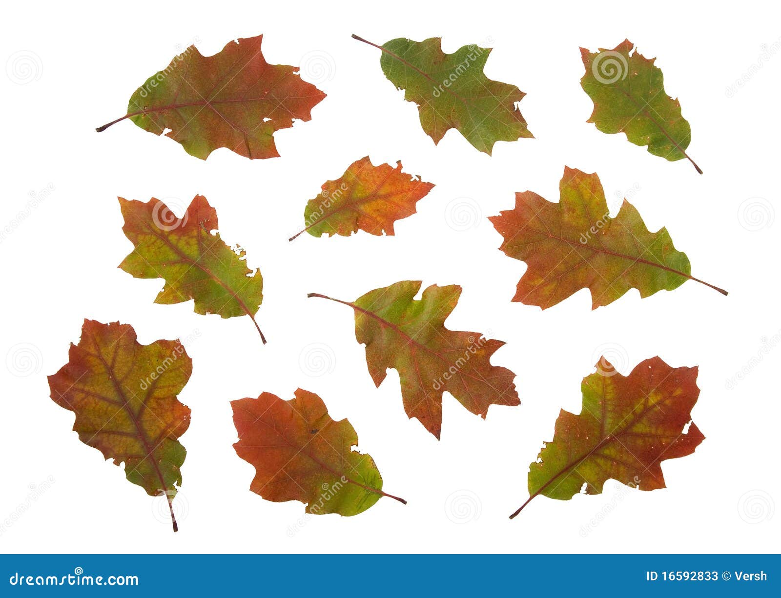 Hojas secas del otoño del árbol de roble rojo. Hojas secas del otoño de alta resolución del árbol de roble rojo