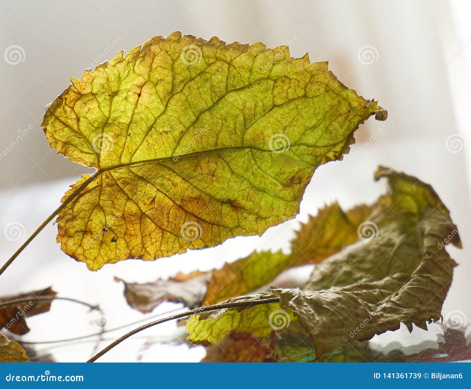 Hojas secas en una tabla imagen de archivo. Imagen de espejo 141361739