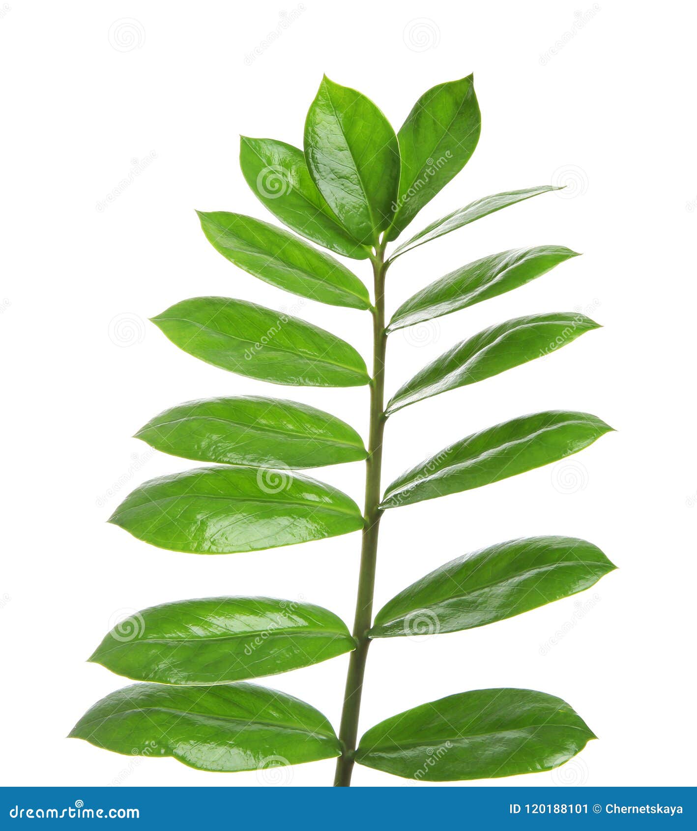 Hojas Tropicales De Zamioculcas Aisladas Imagen de archivo Imagen de