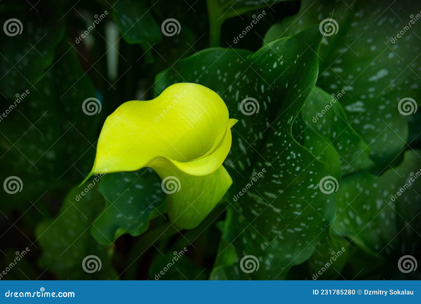 Hojas Verdes Concepto De Flor De Cala Amarilla Foto de archivo - Imagen de  contexto, concepto: 231785280