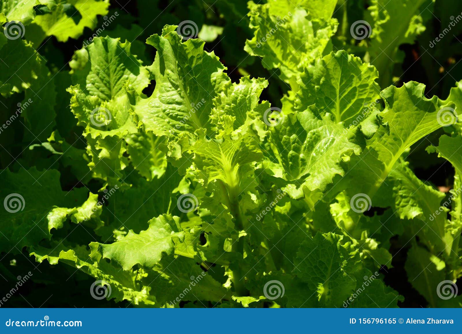 Hojas Verdes De Ensalada Comida Saludable Imagen de archivo Imagen