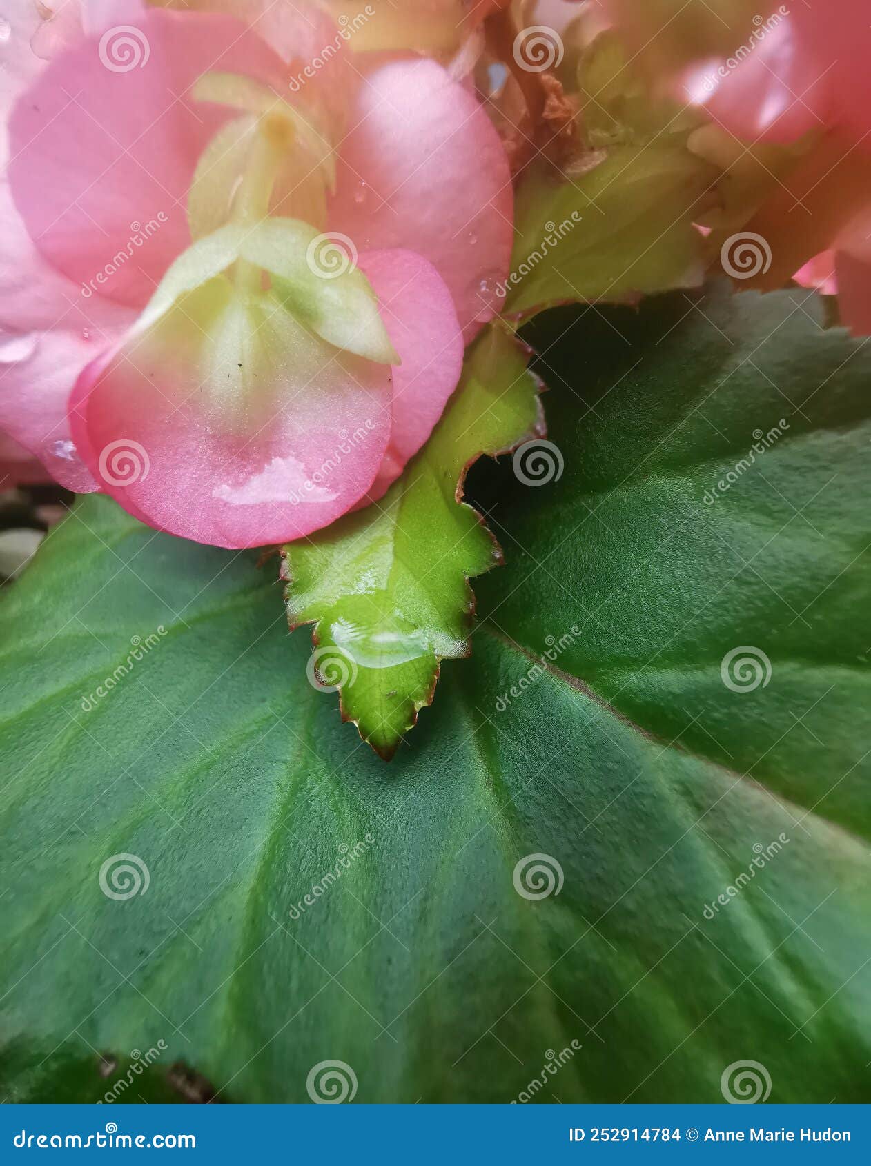 Hojas Verdes De Flores De Begonia Rosa Hadas Encantadas De La Naturaleza  Hadas Begonia Mística Chispeante Jardín De Hadas Foto de archivo - Imagen  de hada, flor: 252914784