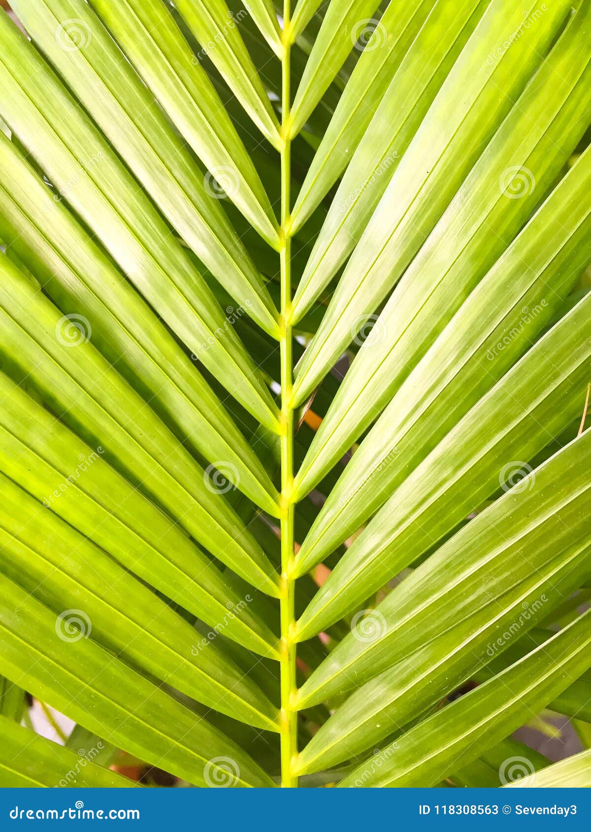 la palmera rey. ** elegante elfenbeinfarbener raíz y jugosa hojas verdes