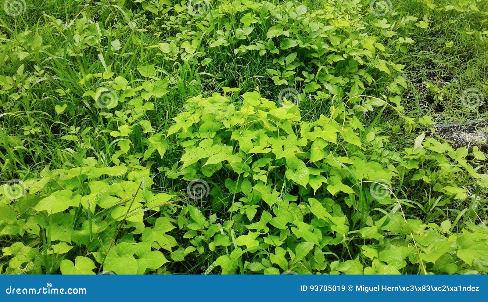 hojas verdes. green leaves.