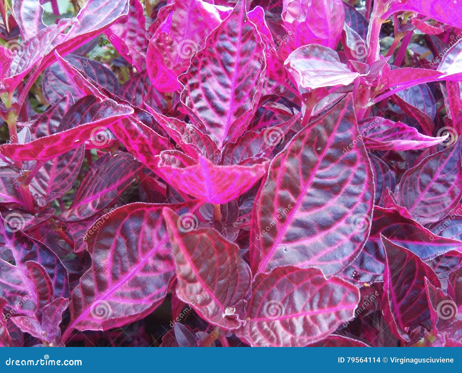 Hojas violetas del color foto de archivo. Imagen de violetas ...