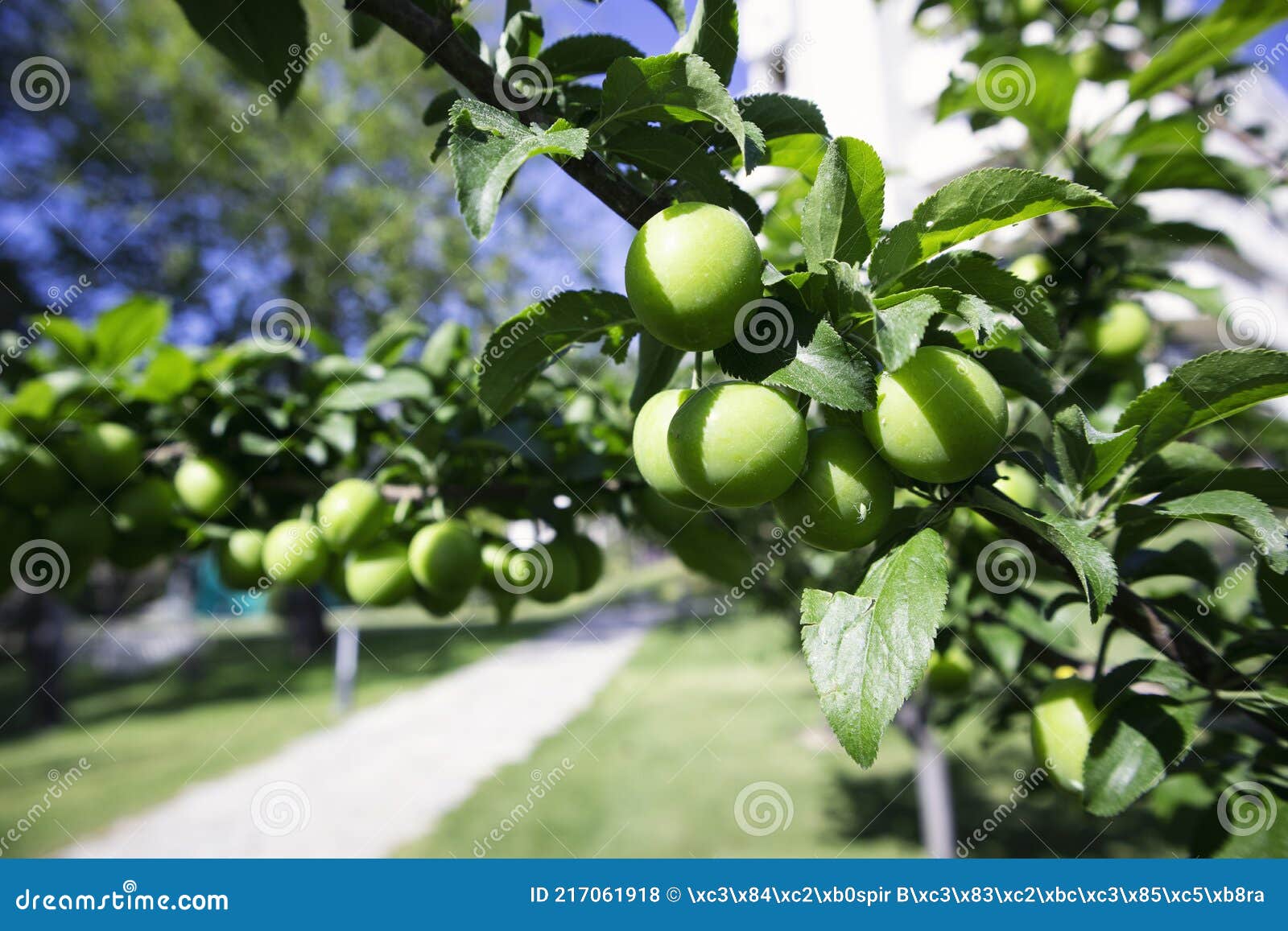 Hojas Y Ciruelas De Color Verde Brillante Que Crecen a Lo Largo De Las  Ramas De Los árboles En Primavera. Frutal Ciruela Verde. Foto de archivo -  Imagen de ciruelo, granja: 217061918