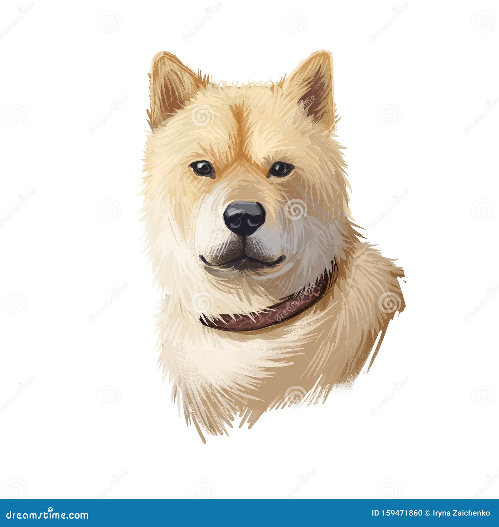 hokkaido, do-ken, ainu-ken, seta, ainu dog, hokkaido-ken dog digital art   on white background. japan origin