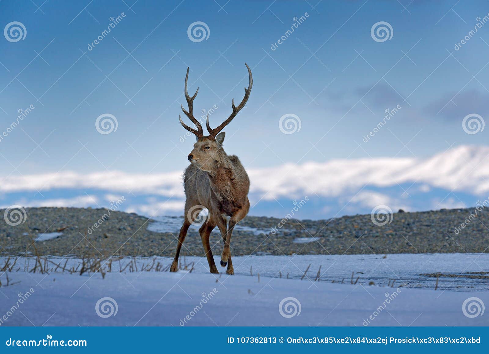 hokkaido sika deer, cervus nippon yesoensis, in snow meadow, winter mountains and forest in the background. animal with antler in