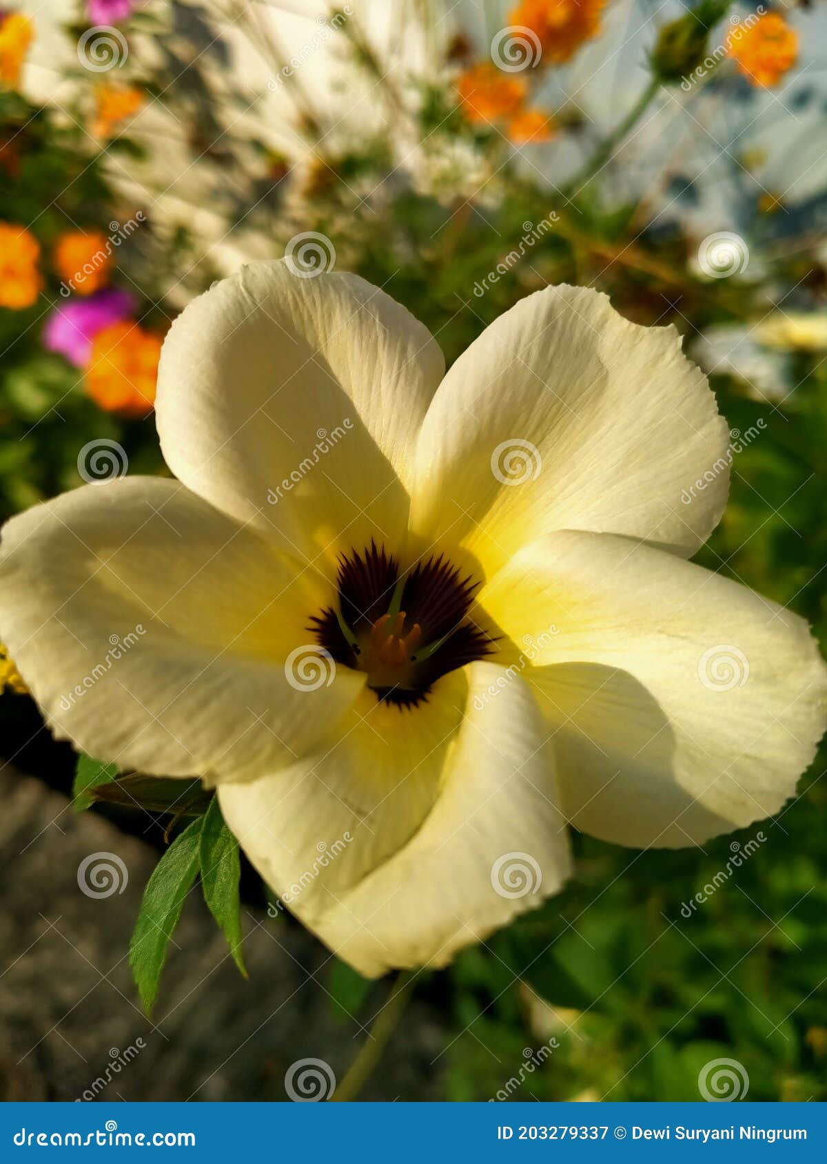 holanda flower