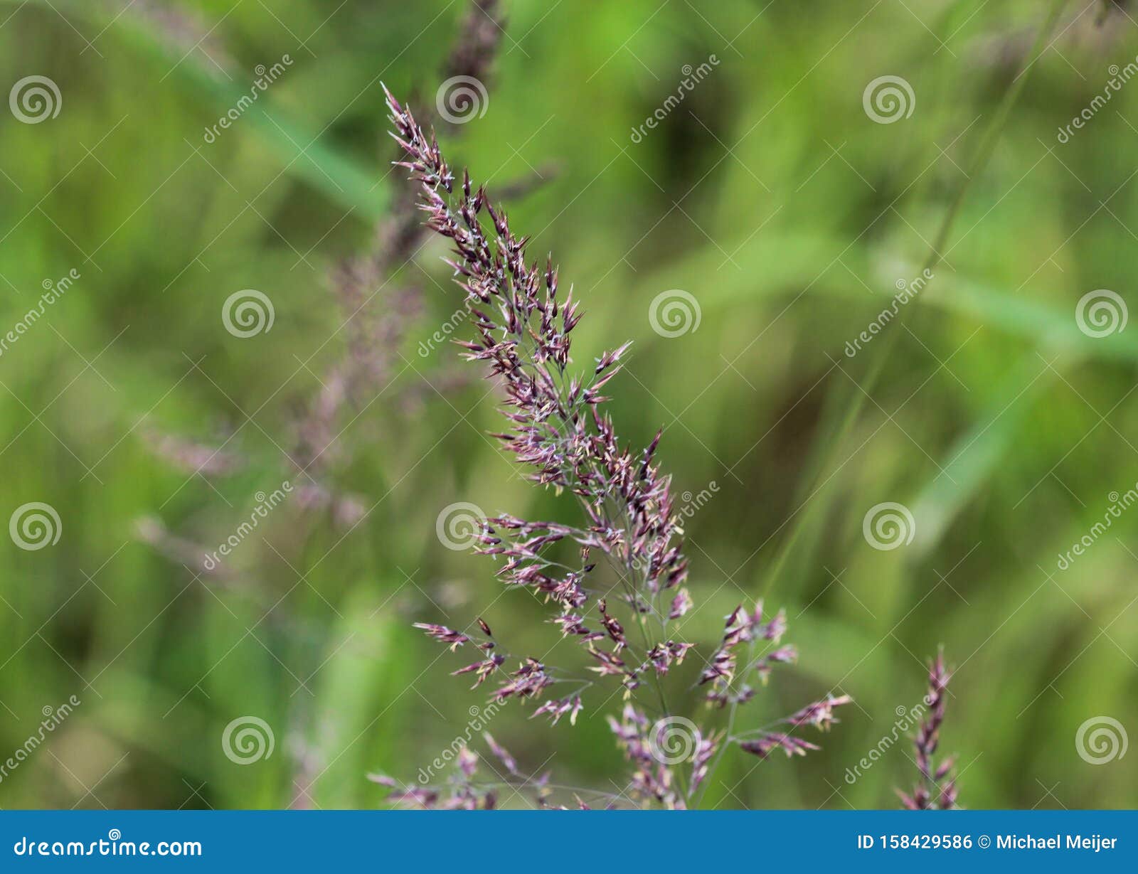 holcus lanatus, common names include yorkshire fog, tufted grass, and meadow soft grass