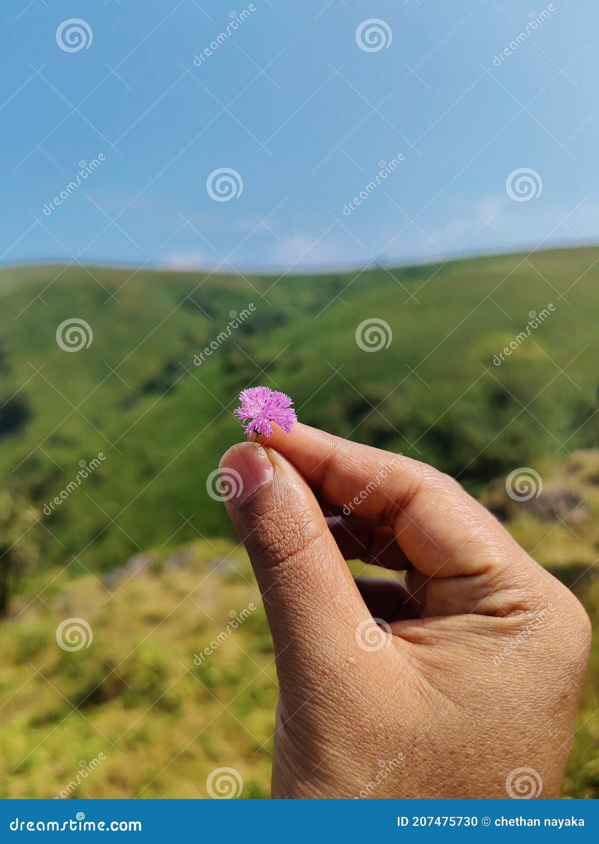 Holding flower in hand stock photo. Image of grass, leaf 207475730