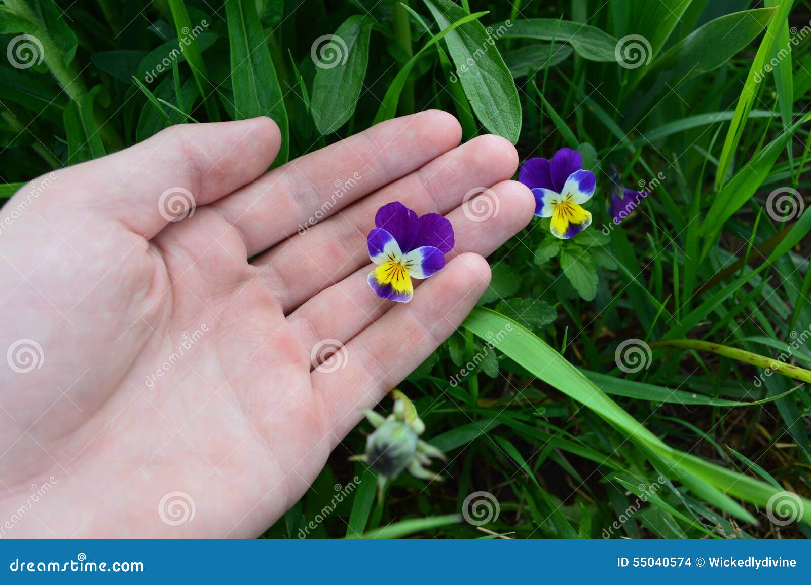holding flowers picture person purple flower 55040574