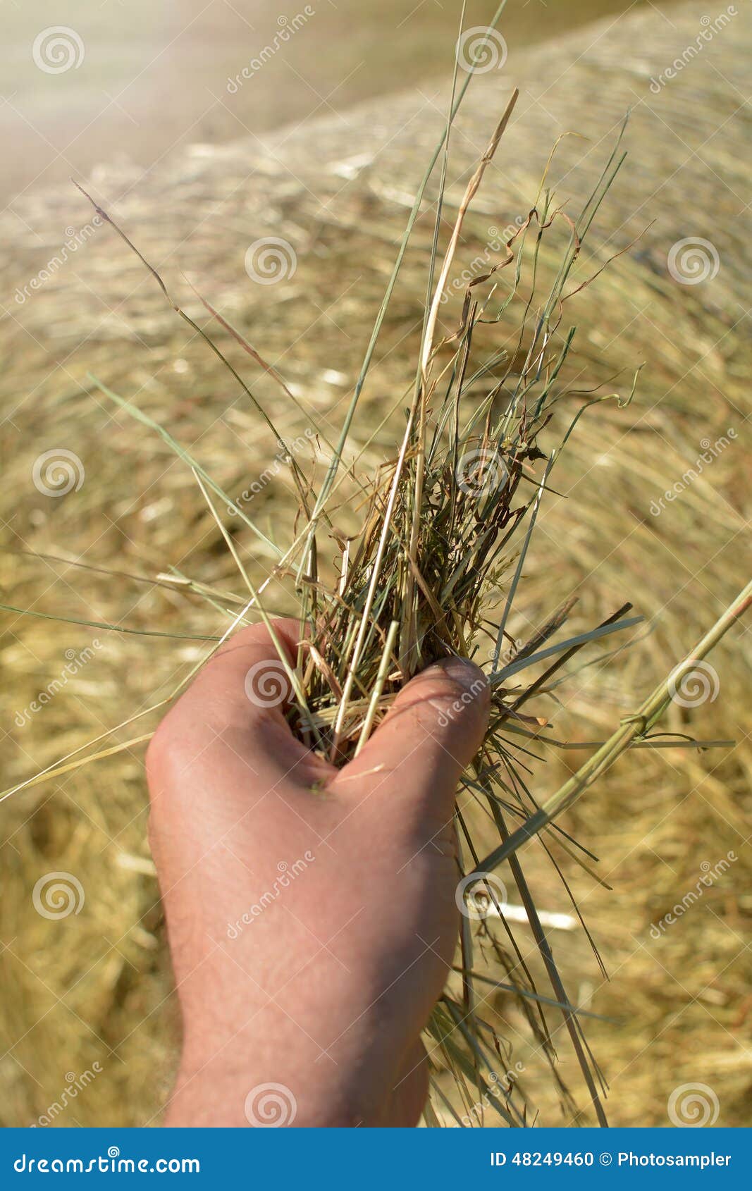 [Image: holding-hay-infront-straw-bale-can-repre...249460.jpg]