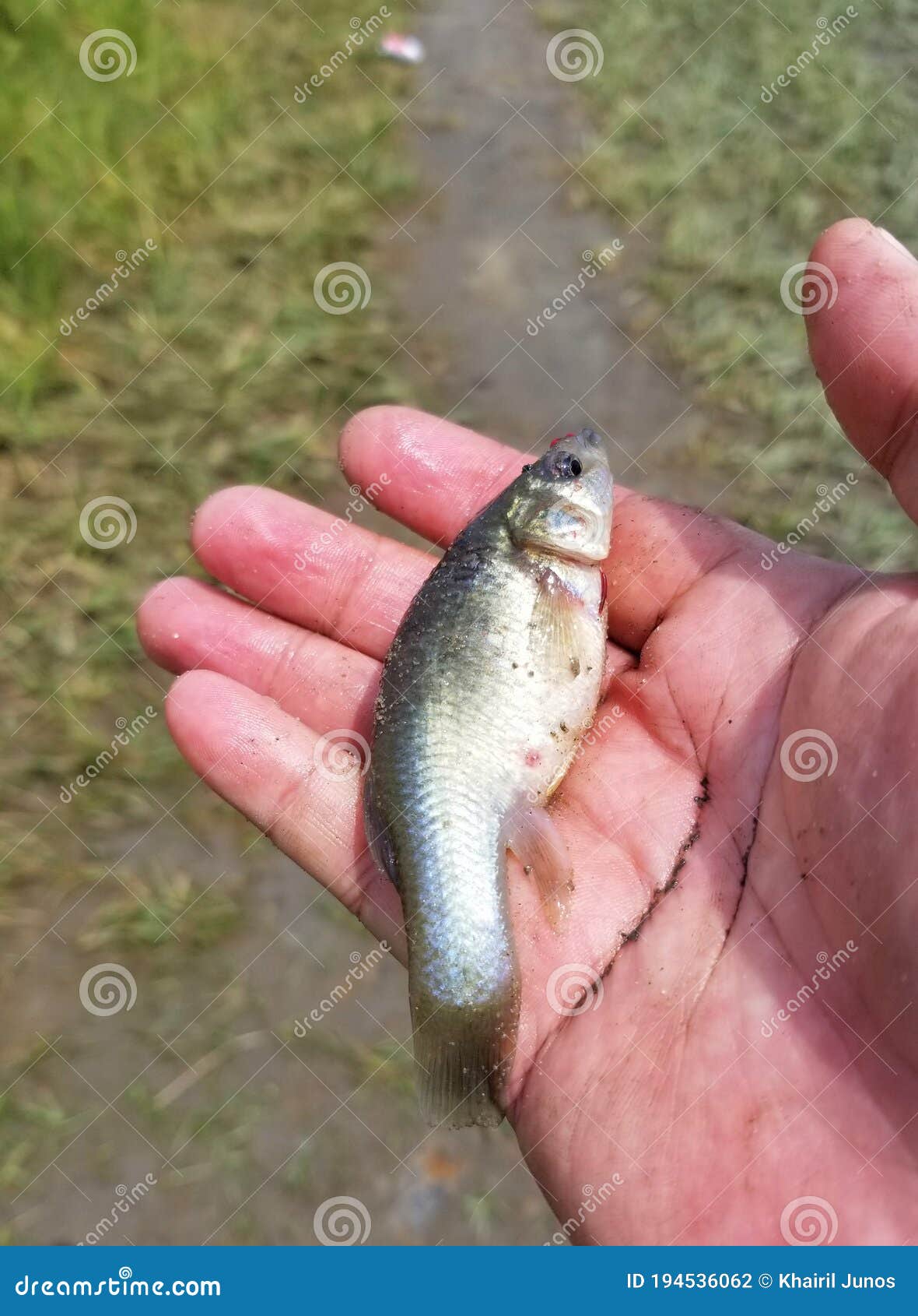 Holding a Minnow for Fishing Bait Stock Photo - Image of live, holding:  194536062