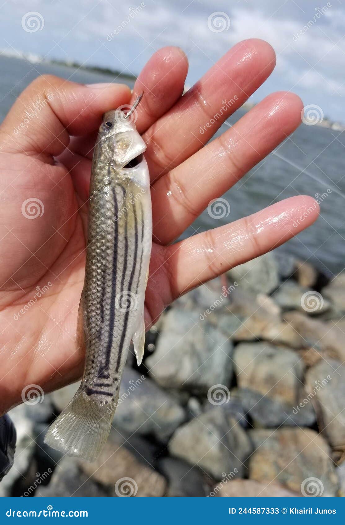 Holding a Minnow on the Fishing Hook for Bait Stock Image - Image of ocean,  hold: 244587333