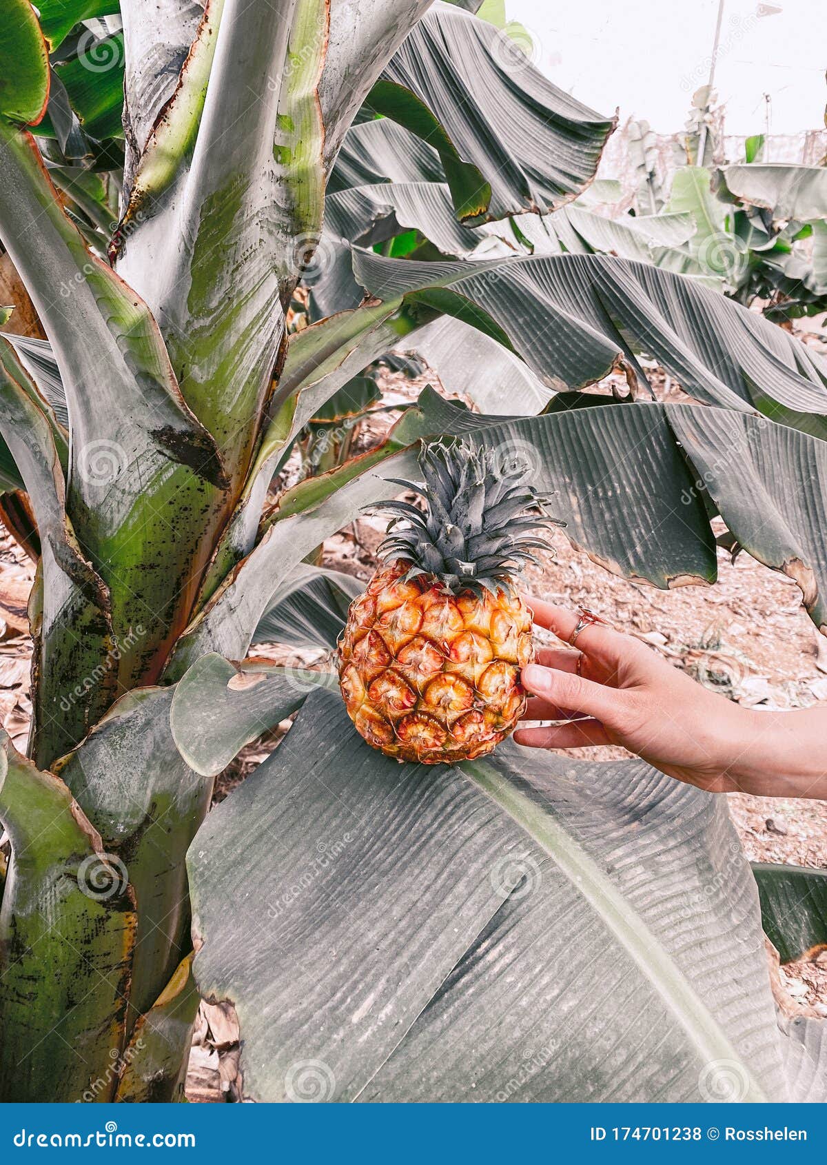 Pineapple Fruit on Banana Leaf on the Plantation Stock Photo Image of