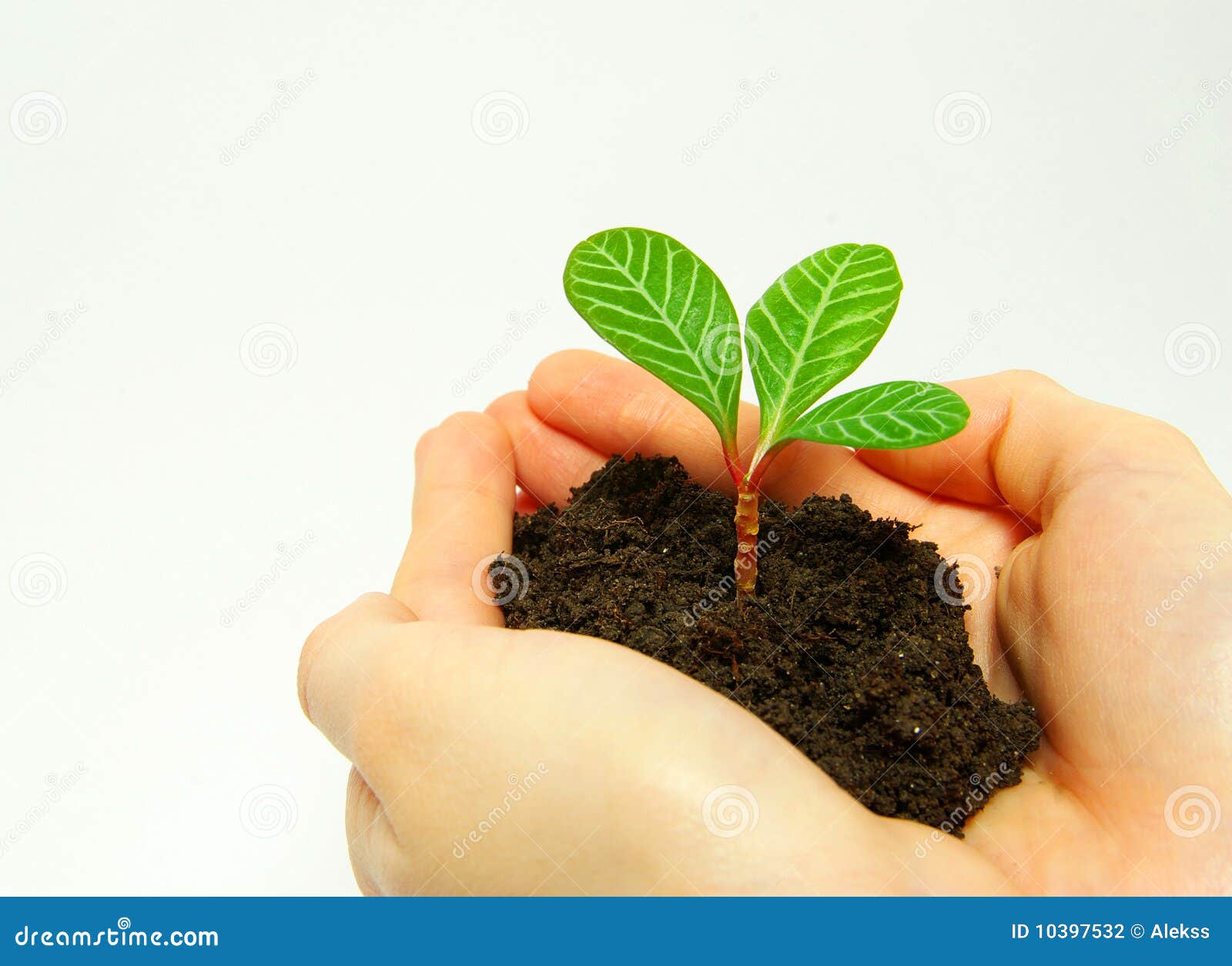 Holding a plant stock photo. Image of plant, raise, growing - 10397532