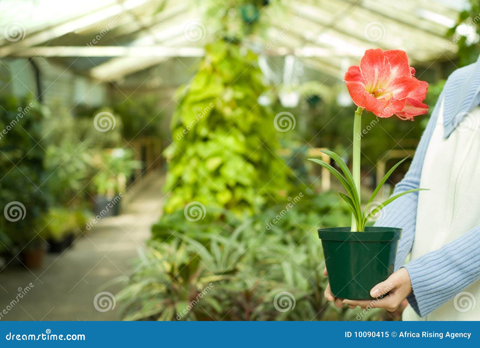 Holding Selected Plant in Hands Stock Image - Image of hand, bloom