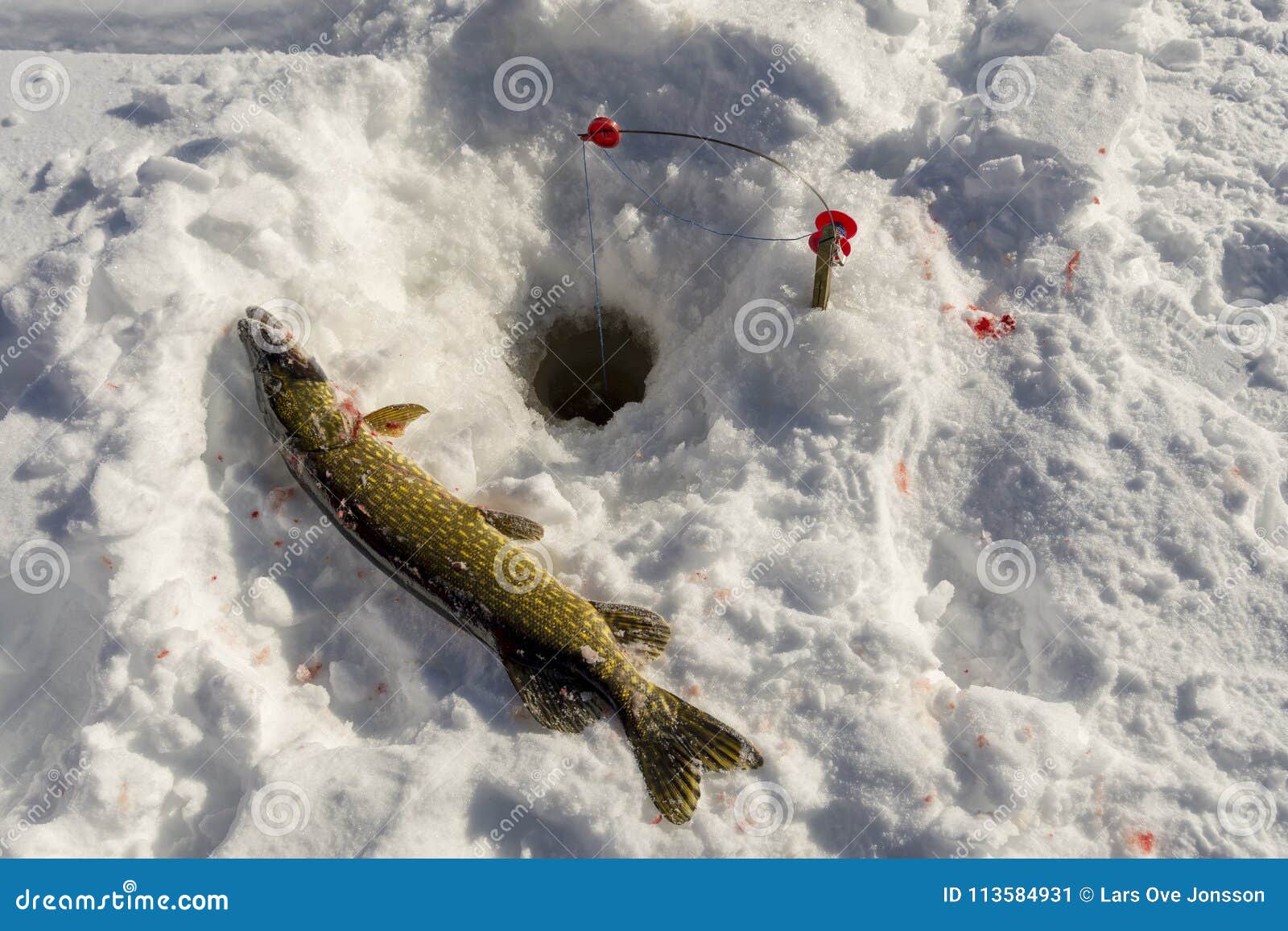 Hole in the Ice and a Pike, Near To a Special Winter Fishing Equipment Used  To Catch Pike. Stock Image - Image of tail, sport: 113584931