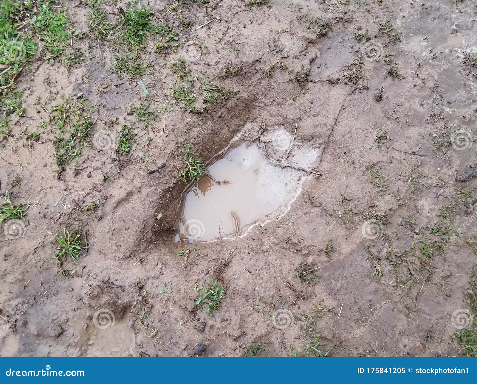 Hole with Muddy Water and Mud and Grass Stock Image - Image of grass,  nature: 175841205