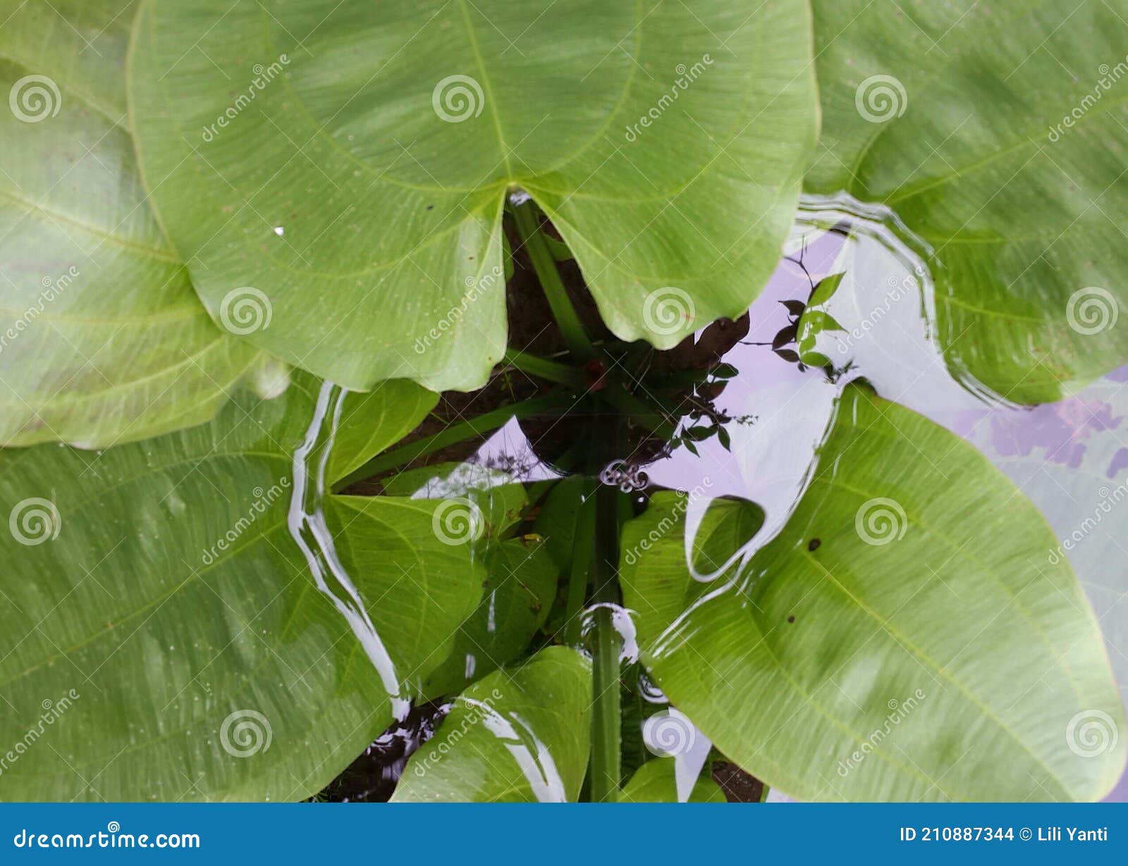 A Hole in a Water Jasmine Tree with a Cloud Reflection in the Middle