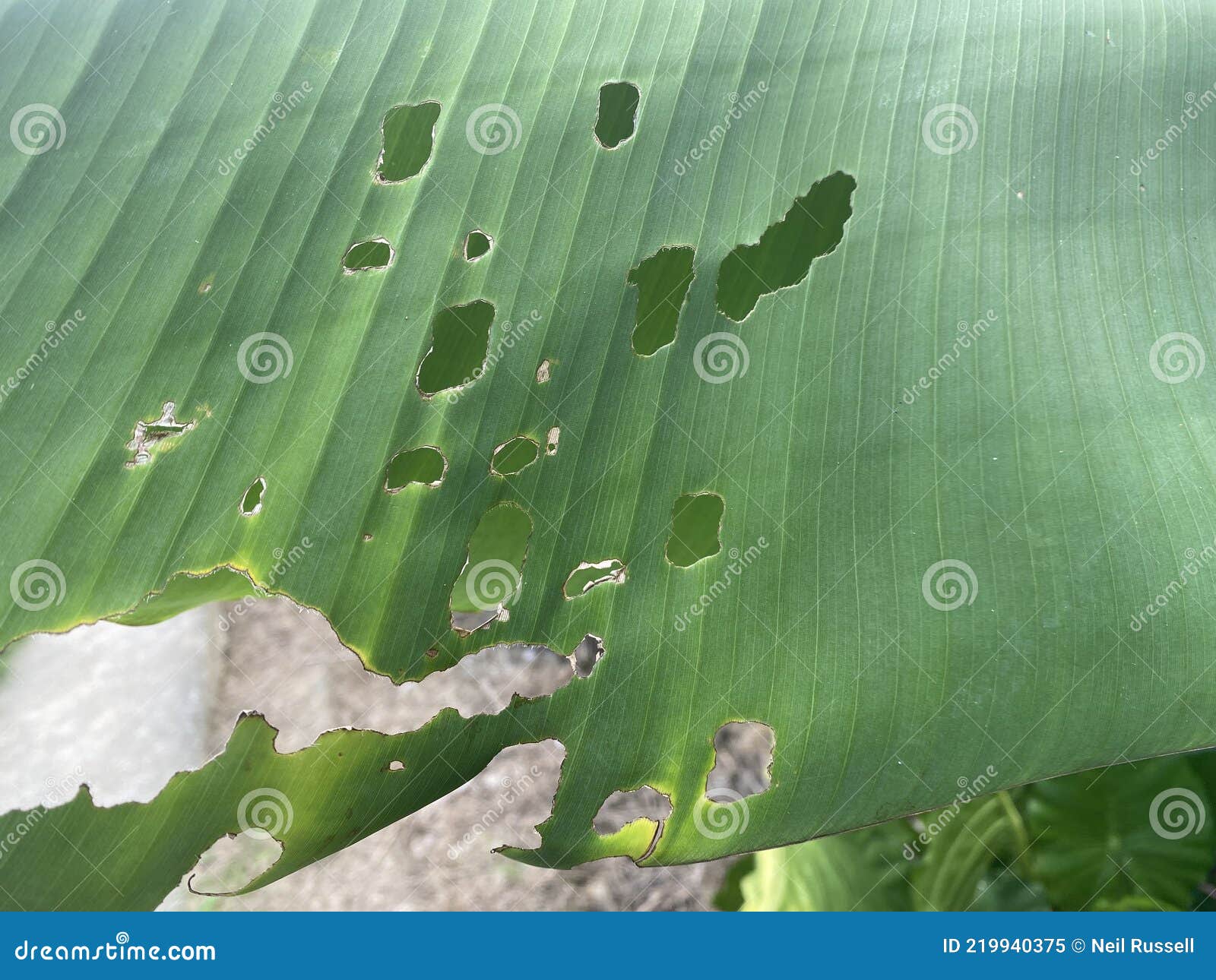 Holes in a Palm Leaf stock image. Image of holes, outdoors 219940375