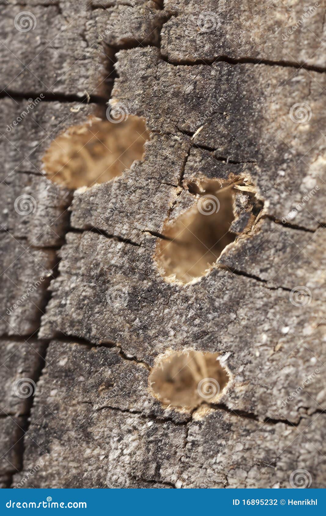Holes In Wood After Beetle Hatching. Stock Photography Image 16895232