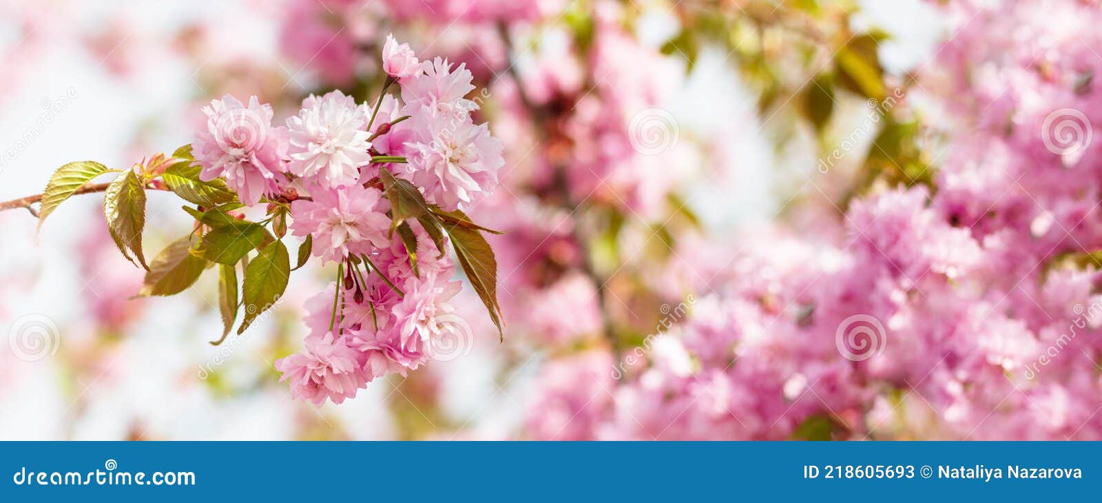 Banner, Pink Cherry Blossom, Sakura Flowers Stock Image - Image of ...