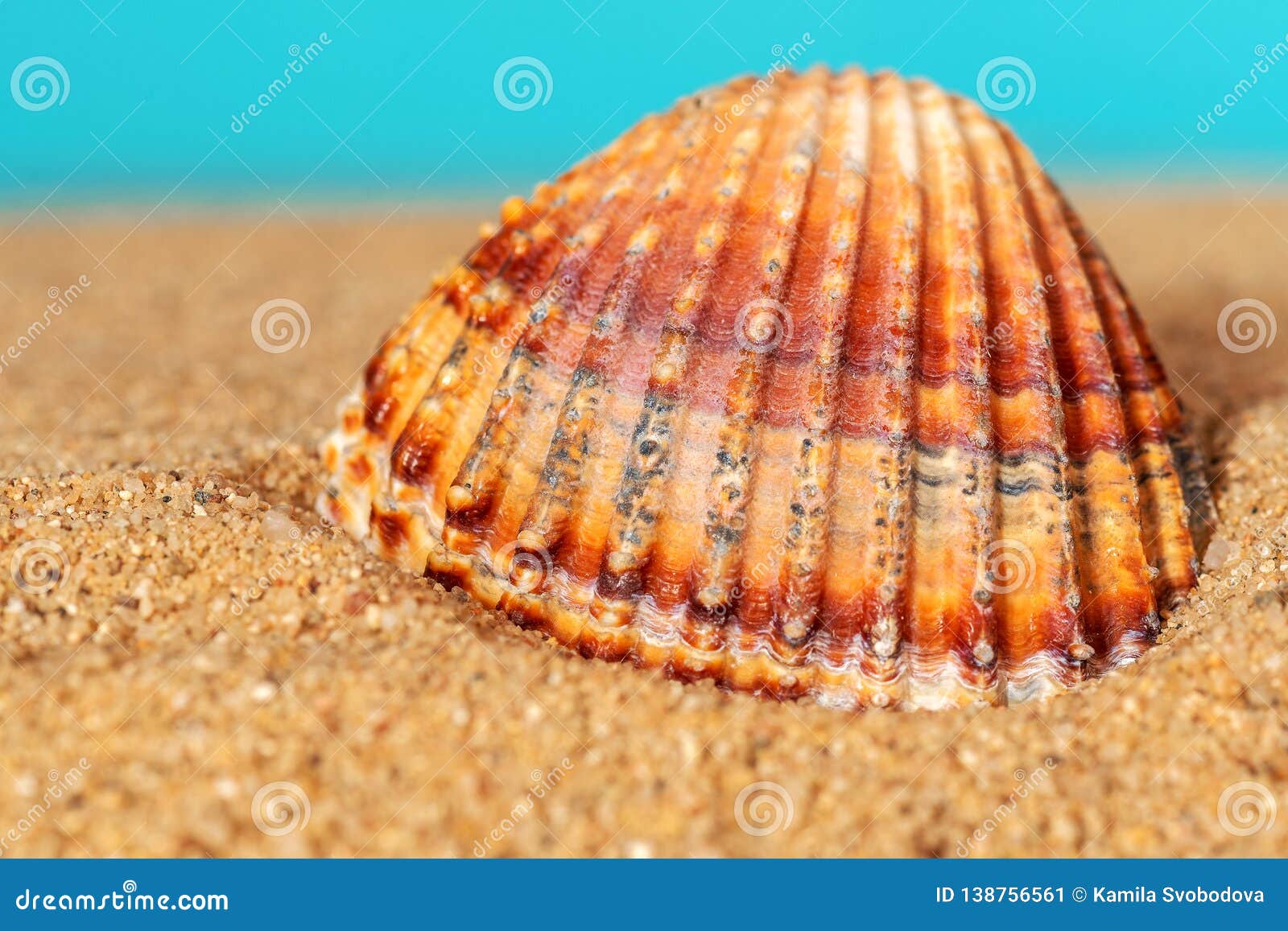 Holiday Concept. Sea Shell on Sand. Stock Image Image of sand, paradise 138756561
