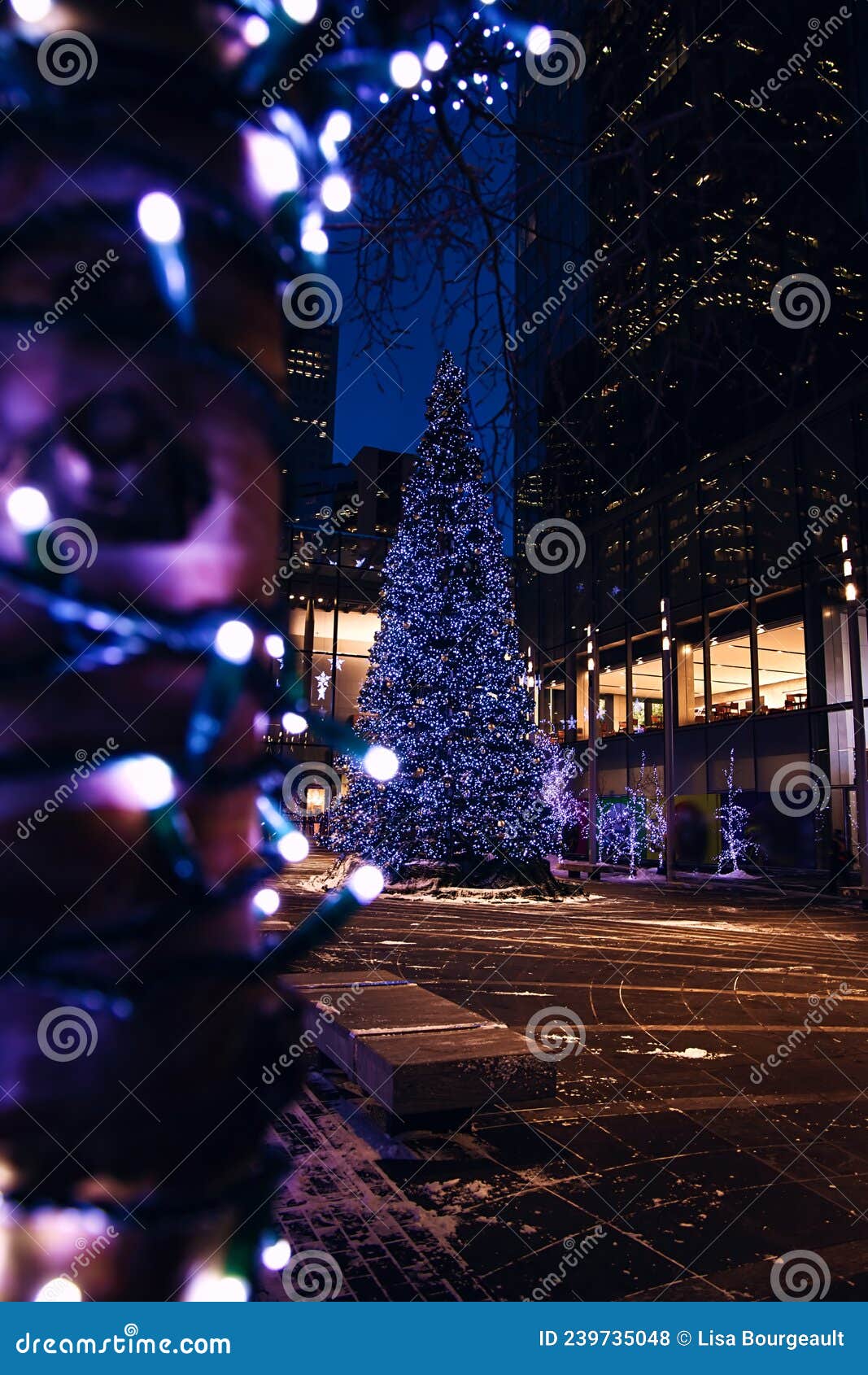 Holiday Decorations Illuminated at Night in Calgary Stock Photo Image