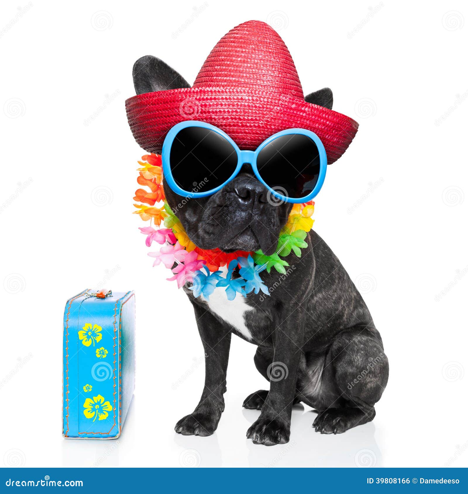 Holiday summer dog stock photo. Image of animal, hawaii - 39808166 Holiday summer dog stock photo. Image of animal, hawaii - 39808166